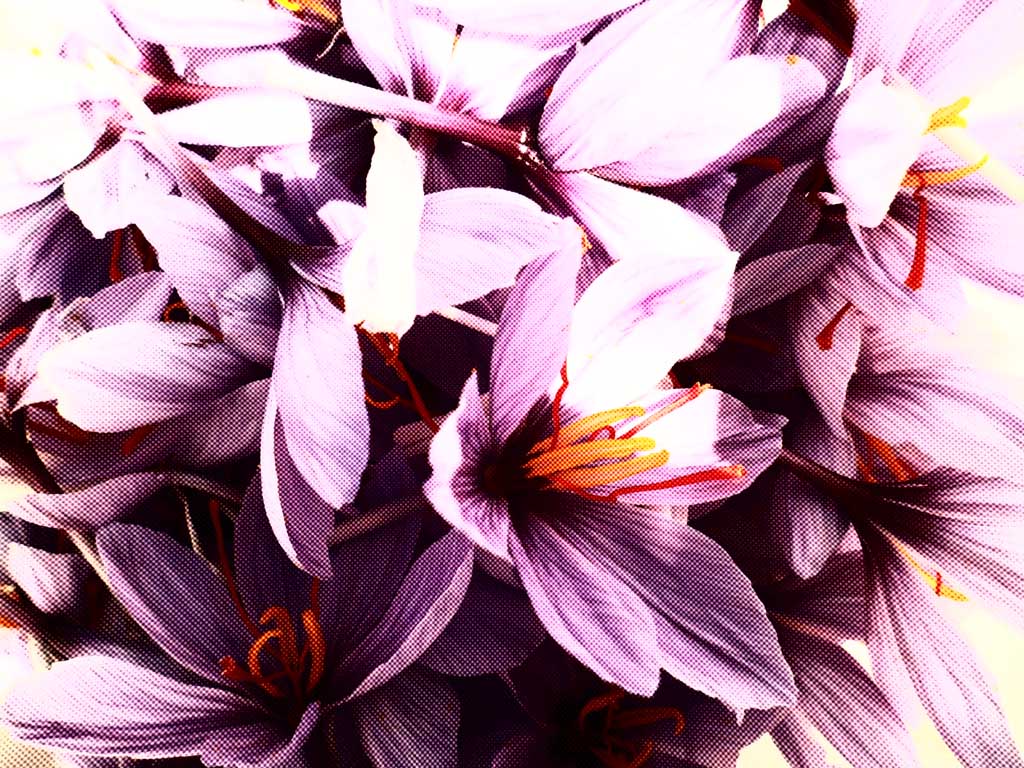  تولید بیش از 270 کیلوگرم زعفران در همدان