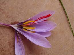 طرح جامع زعفران هنوز به سرانجامی نرسیده/ بازار زعفران را دلال‌ها کنترل می‌کنند 