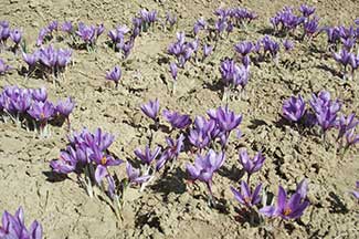 نوسان قیمت زعفران در داخل کشور، بازار صادرات را دچار مشکل کرده است