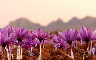 زعفران رخ نشان داد