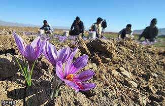 آغاز برداشت زعفران تا ۲۰ روز دیگر/قیمت‌ها ارزان می‌شود