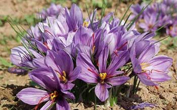 کشت زعفران در سطح 10 هکتار برای نخستین‌بار در شهرستان ایذه