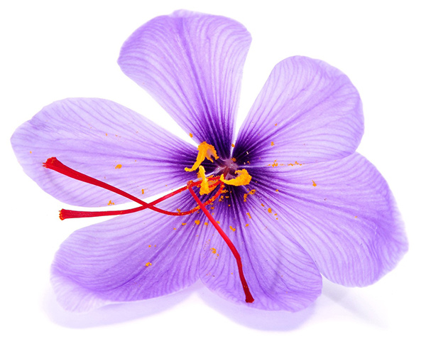 کنرسیوم صادراتی زعفران ایران